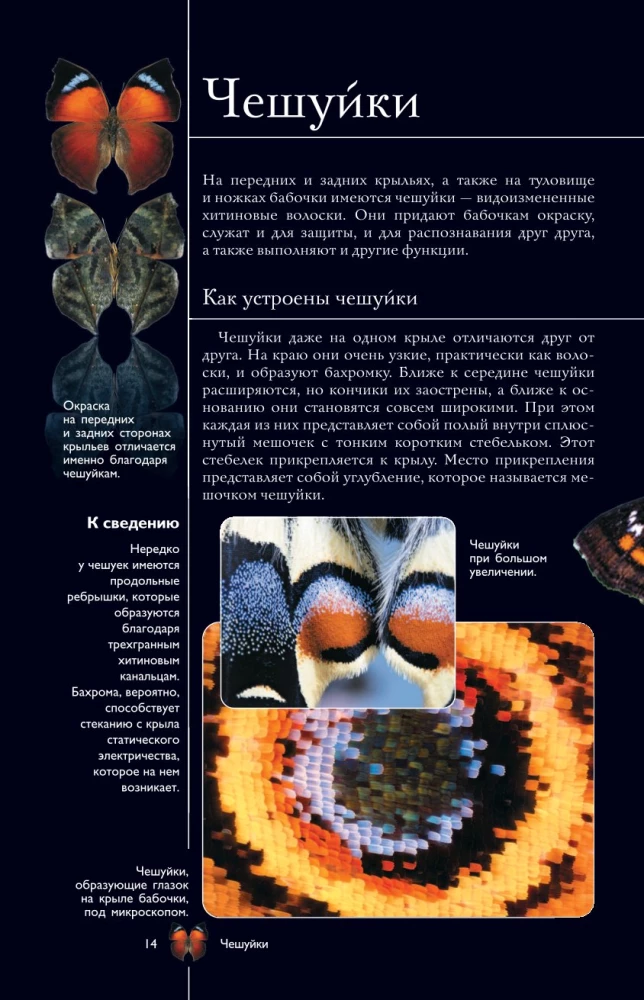 Taureņi. Ilustrēts ceļvedis